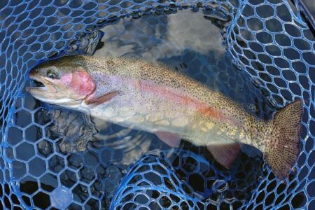 初釣り ～岡崎トラウトポンド～